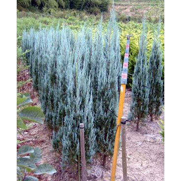 楽天市場 花木 庭木の苗 コロラドビャクシン ジュニペルス ブルーエンジェル樹高80cm根巻き 園芸ネット プラス