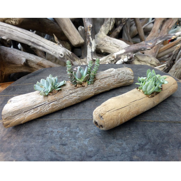 観葉植物 流星木m Sサイズ2個セット 多肉植物4種 3種寄せ植えの流木フラワーポット Giosenglish Com