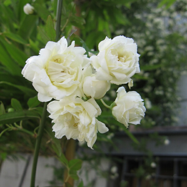 植木 送料無料 長尺つるもの モッコウバラ白花八重5号ポット長さ1 5m10株セット 園芸ネット プラス常緑性 植木 送料無料 長尺つるもの モッコウバラ白花八重5号ポット長さ1 5m10株セット 園芸ネット プラス常緑性
