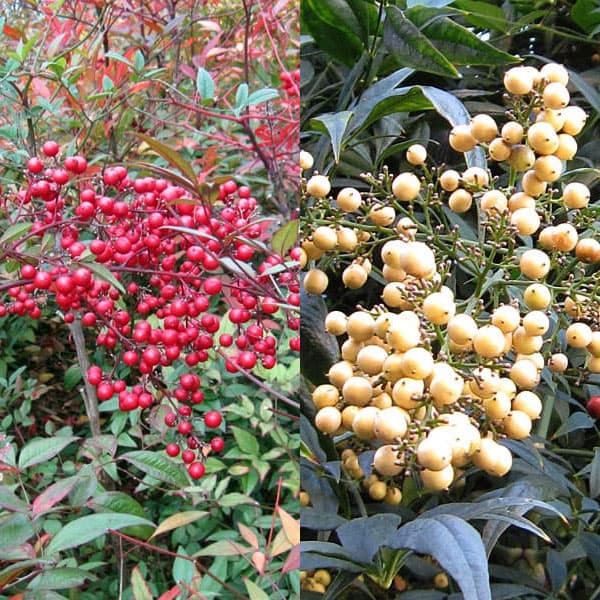 楽天市場】花木 庭木の苗/ナンテン(南天）：赤実 5号ポット : 園芸