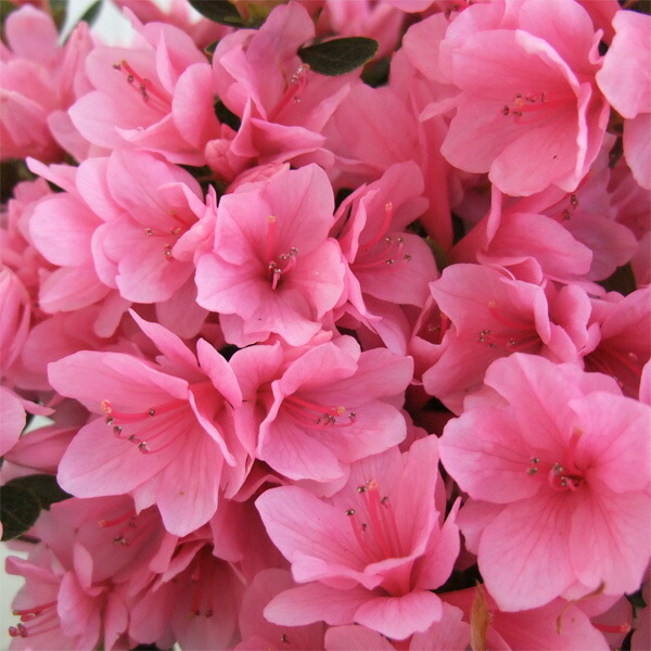 楽天市場】久留米ツツジ 『 麒麟 （ キリン ） 』 13.5cmポット