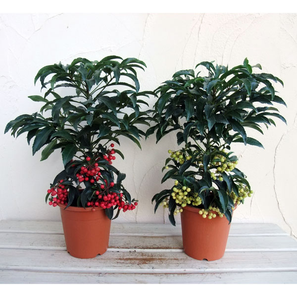 楽天市場】斑入り葉万両（マンリョウ）福包（フクツツミ）3号苗（h42