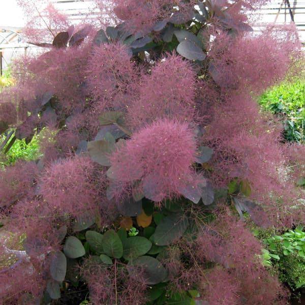 かん椿スモークツリー かん椿スモークツリー