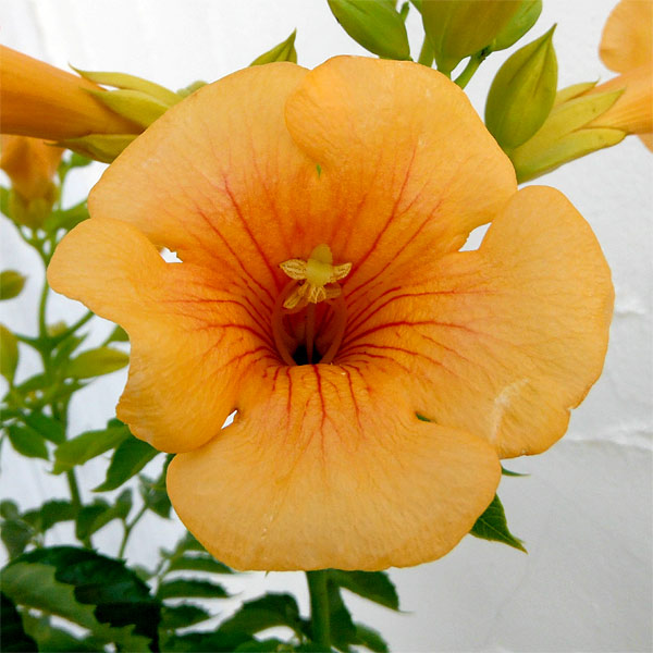 楽天市場 ノウゼンカズラ タカラヅカゴールド6号鉢植え 園芸ネット プラス