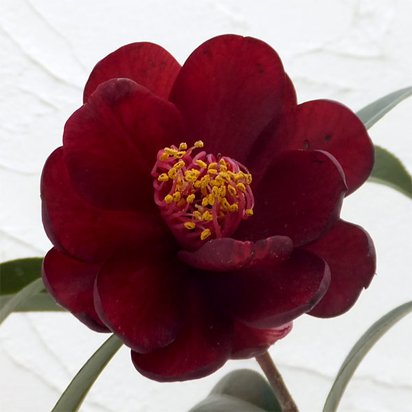 椿 楽天市場】椿（ツバキ） ハイ・フレグランス 苗木 4号（g5-1