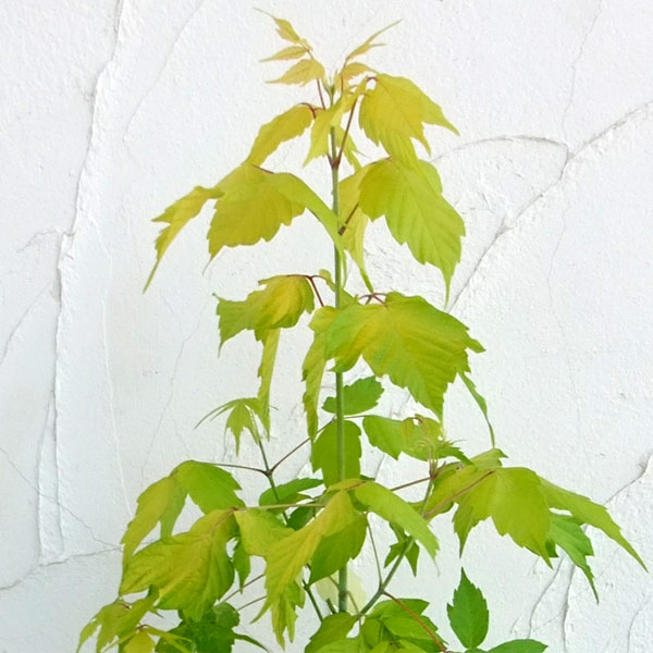 楽天市場 花木 庭木の苗 ノルウェーカエデ プリンストンゴールド 7号ポット 園芸ネット プラス