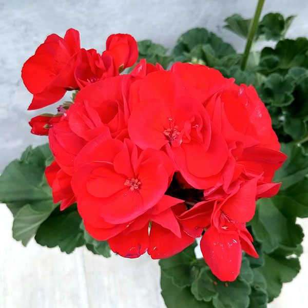 楽天市場】ゼラニウム ファイヤーワークス レッドホワイト 人気品種 5