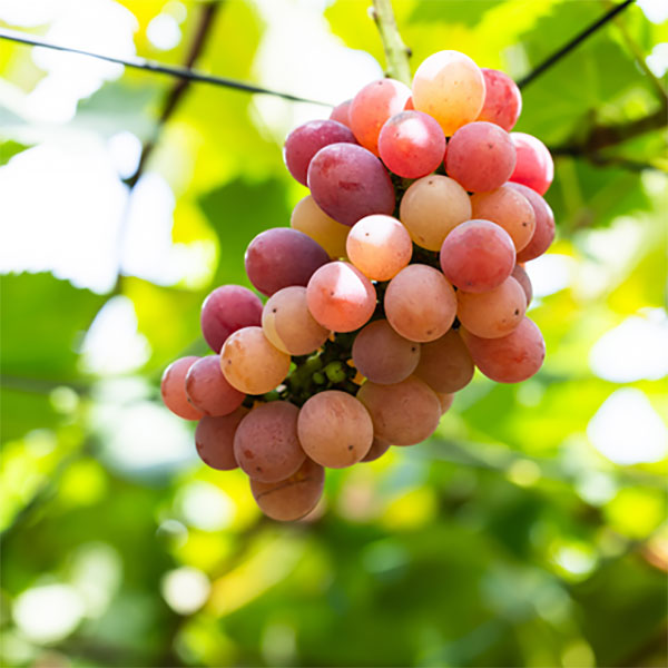 楽天市場】【現品】ブドウ 翡翠（ヒスイ） 6号苗 : 千草園芸