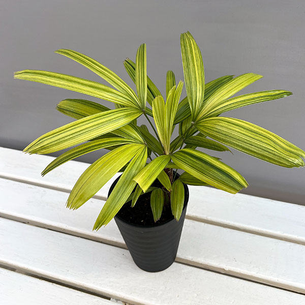 楽天市場】観葉植物 斑入り 観音竹 綾錦 カンノンチク 4号鉢 観葉植物