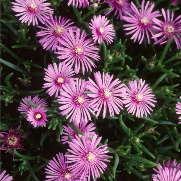 楽天市場】四季咲きマツバギク(デロスペルマ) 砂漠の宝石 トパーズ