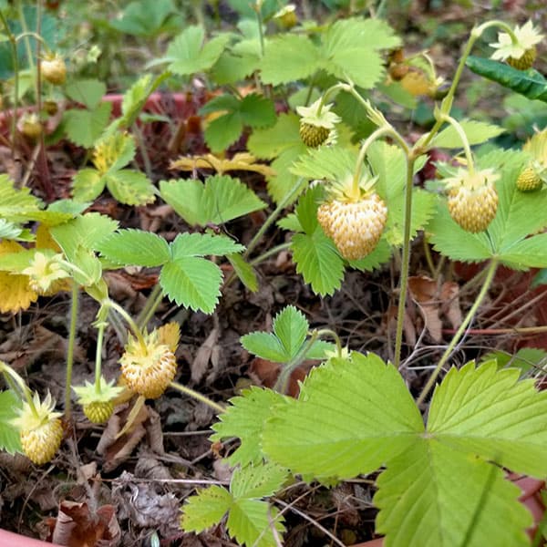 楽天市場】ワイルドストロベリー トロピカルフレグランス 苗 甘い白実