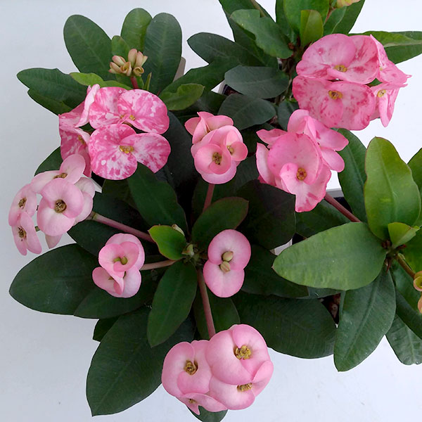 楽天市場】花キリン 4号サイズ 2色セット 鉢花 キリン 赤 レッド