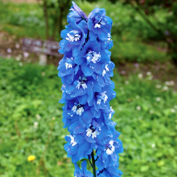 楽天市場】デルフィックス（デルフィニウム） 3.5号苗（c14） : 千草園芸