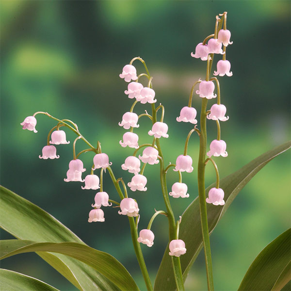 楽天市場】八重咲きスズラン （すずらんポット植え）ドイツスズラン