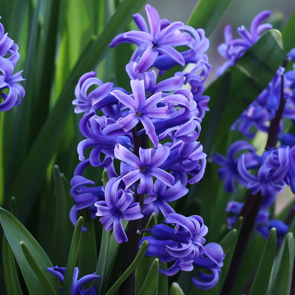 楽天市場】ヒヤシンス 3株（桃：ピンク） 4号 プラスチック苗 1鉢 風