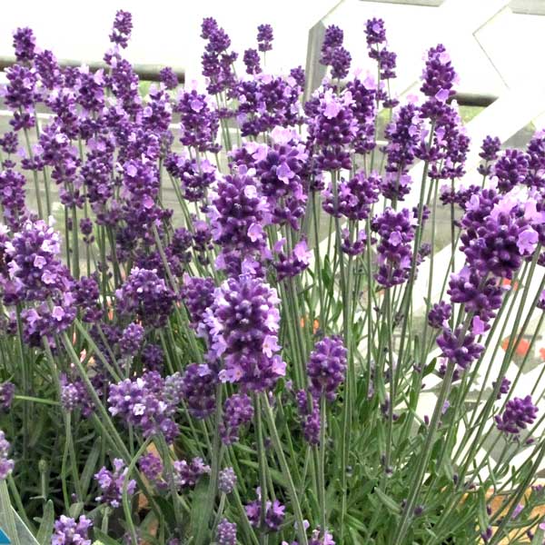 楽天市場 ハーブの苗 耐暑性ラベンダー 長崎ラベンダーしおり 紫織 3号ポット 園芸ネット プラス