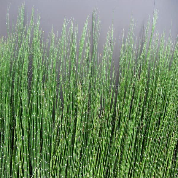 楽天市場】トクサ オオトクサ 大木賊 苗 3.5号ポット 全高80cm