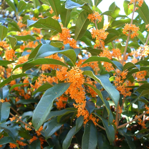 金木犀苗6本セット ジャンボさん専用出品 金木犀苗6本セット ジャンボさん専用出品 金木犀苗6本セット