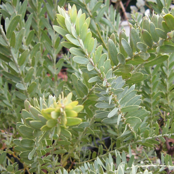 楽天市場】アカシアの木 【ブルーブッシュ】 4号ポット苗 : 苗木部