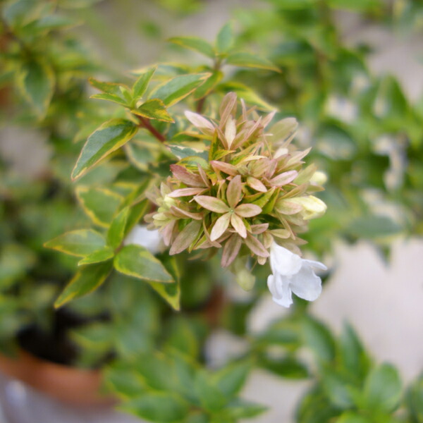 明るい覆輪葉が美しい常緑低木 庭木の苗 アベリア レディーリバティー5号ポット10株セット 園芸ネット 植木 花木 プラス 花木