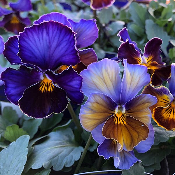 楽天市場】［花色おまかせ］ビオラ・レディ 3号ポット【おしゃれ 新