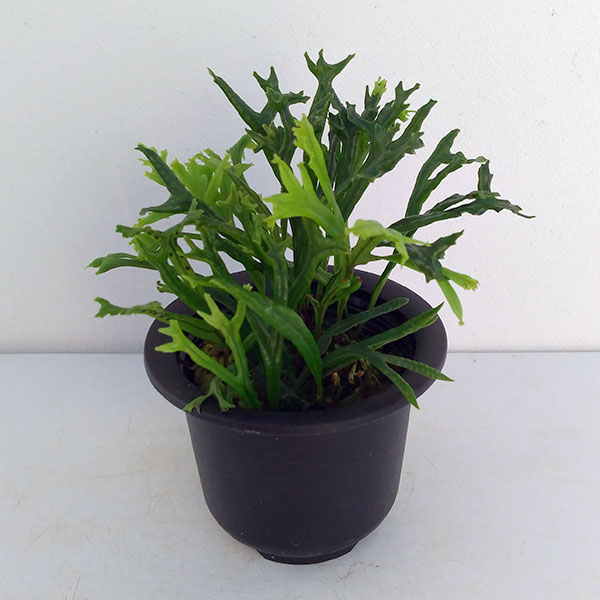 楽天市場 山野草の苗 シダの仲間 ノキシノブ 平獅子3号ポット 園芸ネット プラス