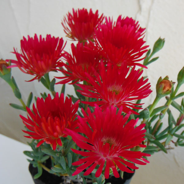 楽天市場】四季咲きマツバギク(デロスペルマ) 砂漠の宝石 トパーズ