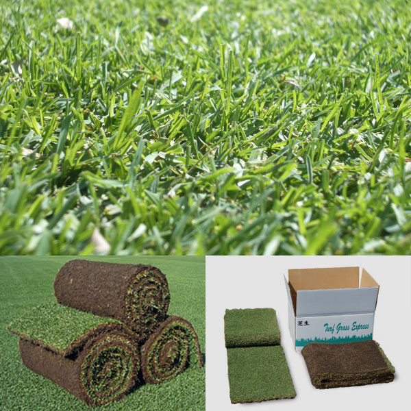 芝の種 西洋芝ペレニアルライグラス 園芸ネット プラス 園芸ネット芝の種 西洋芝ペレニアルライグラス ctcv tcvs Org