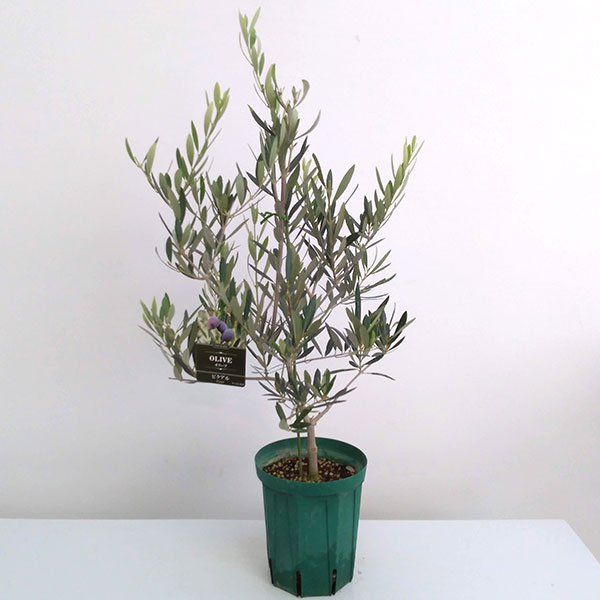 楽天市場】花木 庭木の苗/オリーブ：フラントイオ アポロ 5号鉢植え