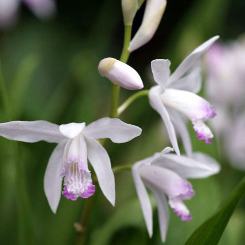 紫蘭ページ シラン | Bletilla striata | かぎけん花図鑑