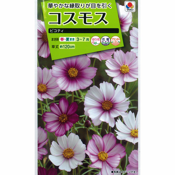 コスモス ソナタプレミアムミックス 50粒 アキザクラ ガーデニング キク科 タキイの種 プランター 切り花 夏まき 採苗本数 春まき 栽培 植物 秋桜 種子 花壇 花種 鉢植 5 大好評 50粒