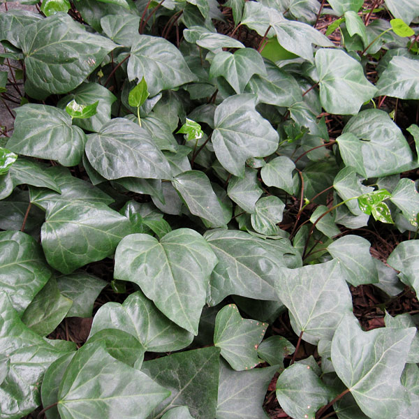 楽天市場 草花の苗 ヘデラ カナリエンシス オカメヅタ 緑葉3 3 5号12株セット 園芸ネット プラス