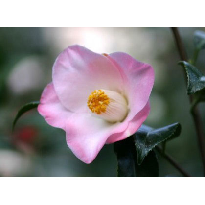 楽天市場】【現品】椿（ツバキ） 秀蘭（シュウラン） 1.7m 100503