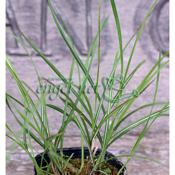 楽天市場】八重咲きスズラン （すずらんポット植え）ドイツ