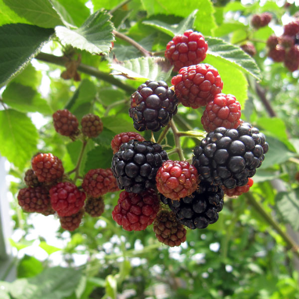 楽天市場】【ボイセンベリー】 5号ポット苗 : 苗木部 by 花ひろば