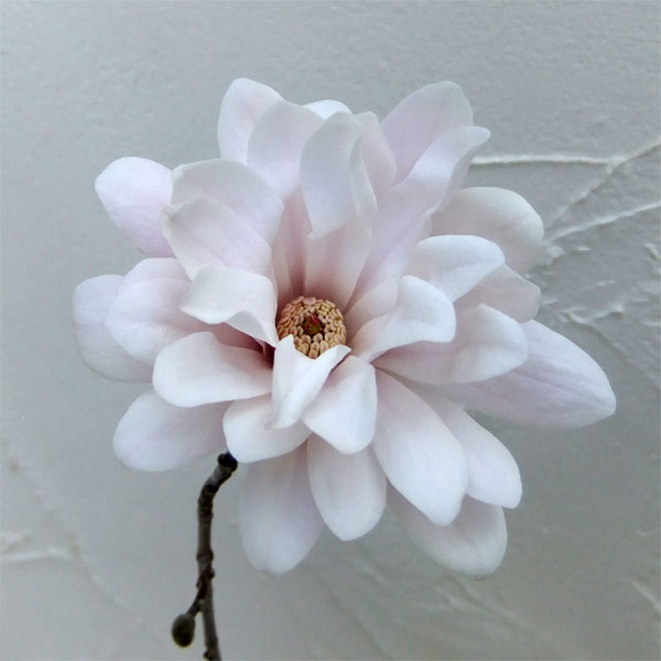 楽天市場】◇送料無料◇ コブシ 苗 【白花 姫コブシ】 ポット苗