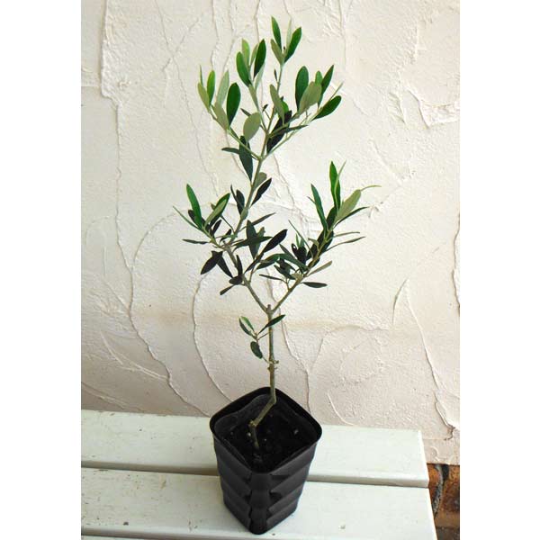 オリーブの木　カロレア オリーブの木 カロレア オリーブの木カロレア