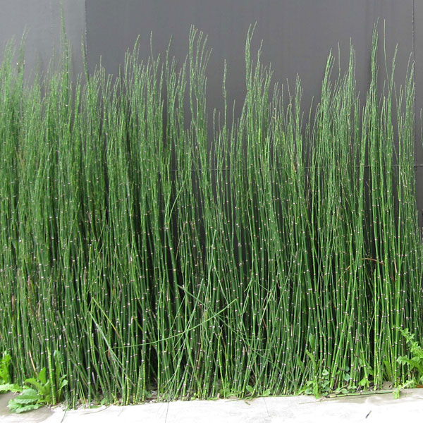 楽天市場 草花の苗 トクサ 木賊 3 5号ポット 園芸ネット プラス