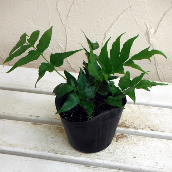 楽天市場】《苗》オニヤブソテツ【10.5cmポット：単品/セット販売