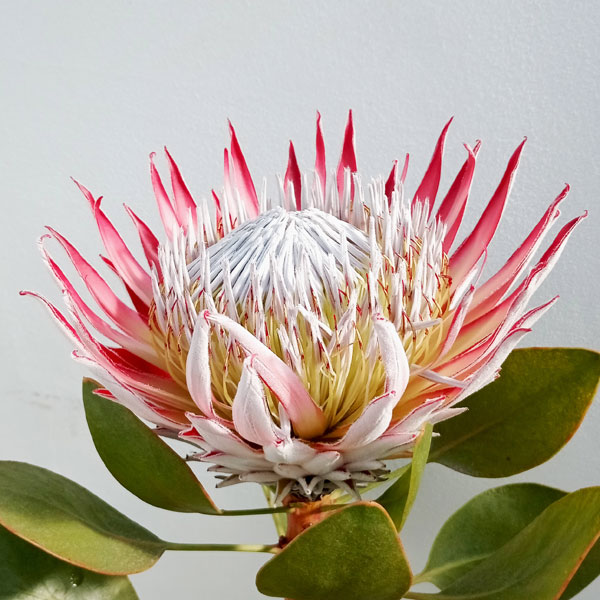 楽天市場】クイーンプロテア 5寸鉢植え 苗 : 日本花卉ガーデンセンター