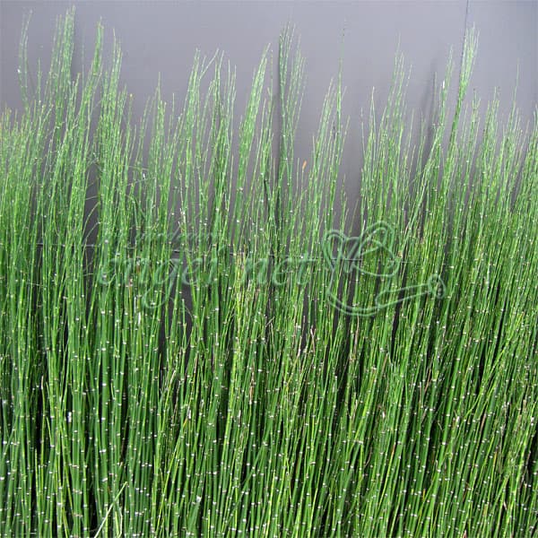 楽天市場】トクサ オオトクサ 大木賊 苗 3.5号ポット 全高80cm 楽天市場】トクサ オオトクサ 大木賊 苗 3.5号ポット 全高80cm