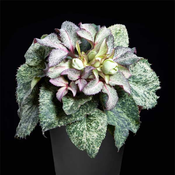 楽天市場】クリスマスローズ原種・トルクァツス苗ボスニアtor3/販売