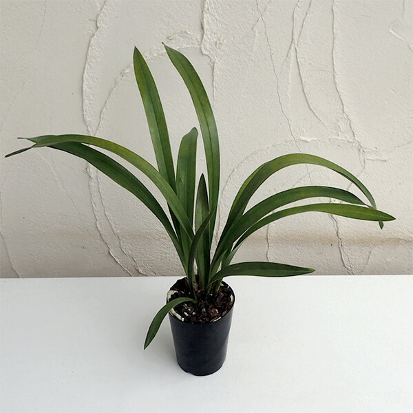 楽天市場】現品 東洋蘭 ミスマフェット5号鉢 6本立ち(h21) : 千草園芸