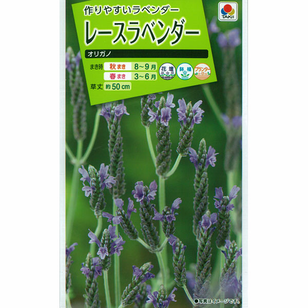 楽天市場 有効期限21年10月 ラベンダー レースラベンダー オリガノの種 タキイ 花タネ 園芸ネット プラス