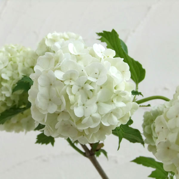 楽天市場】花木 庭木の苗/ビバーナム：スノーボール7号ポット樹高1m