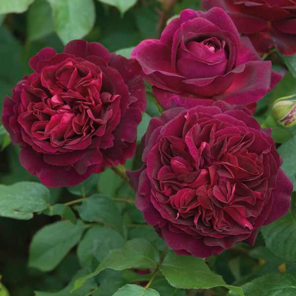 薔薇の苗/イングリッシュサクラ色 デビッド・オースチン・ロージズ：ムンステッド・ウッド大苗6L角鉢植え