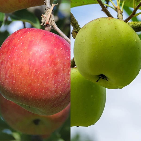 楽天市場】りんご 『 津軽 （ つがる ） 』 15cmポット苗 : 花と緑の