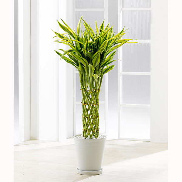 観葉植物 ミリオンバンブー 幸運の竹 ドラセナ サンデリアーナ 7号鉢 皿付 Educaps Com Br