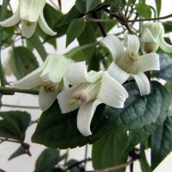 楽天市場】冬咲きクレマチス苗 アンスンエンシス 4号ツリー仕立て苗