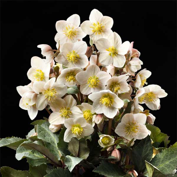 楽天市場】原種系クリスマスローズ クロアチカス 4.5号 : フラワー